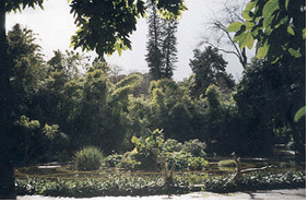 Papyrus pond in Palermo's botanical gardens.