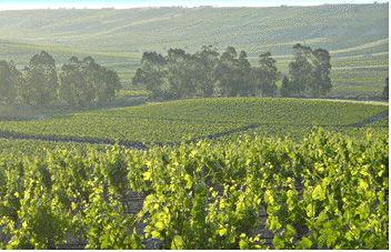Vineyards of western Sicily.