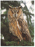 One of Ficuzza's winged residents.